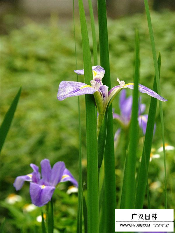 馬蘭花小苗