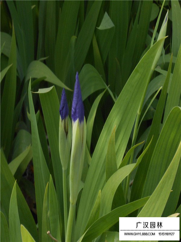 馬蘭花小苗