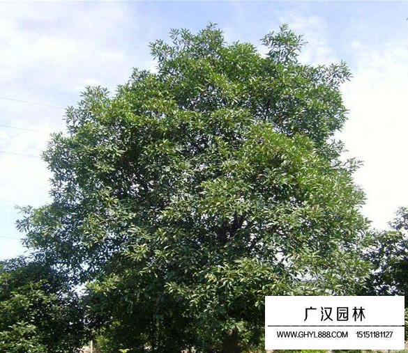 杜英樹