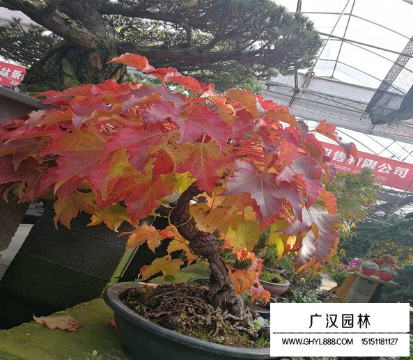 美國爬山虎