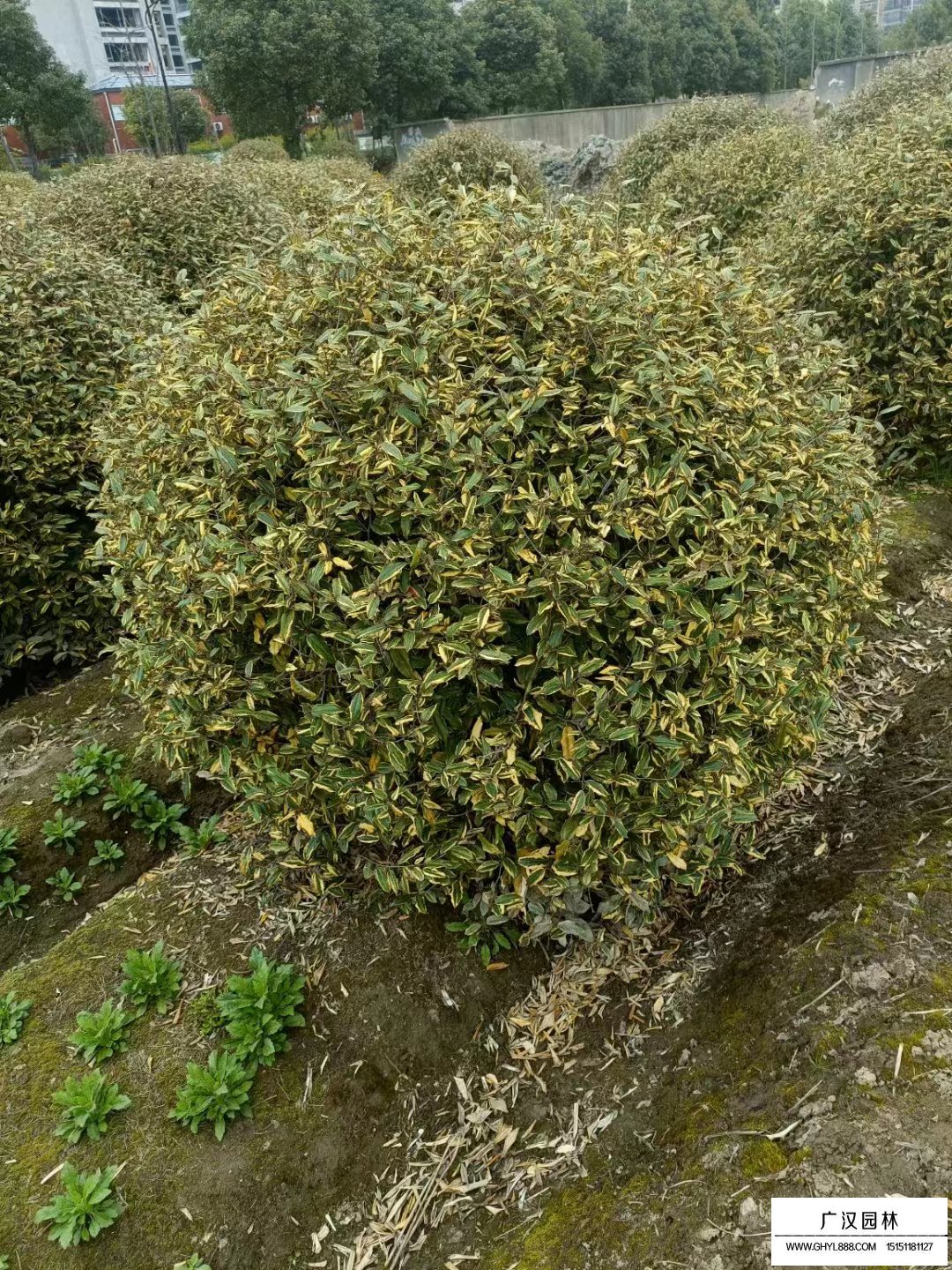 金邊胡禿子球
