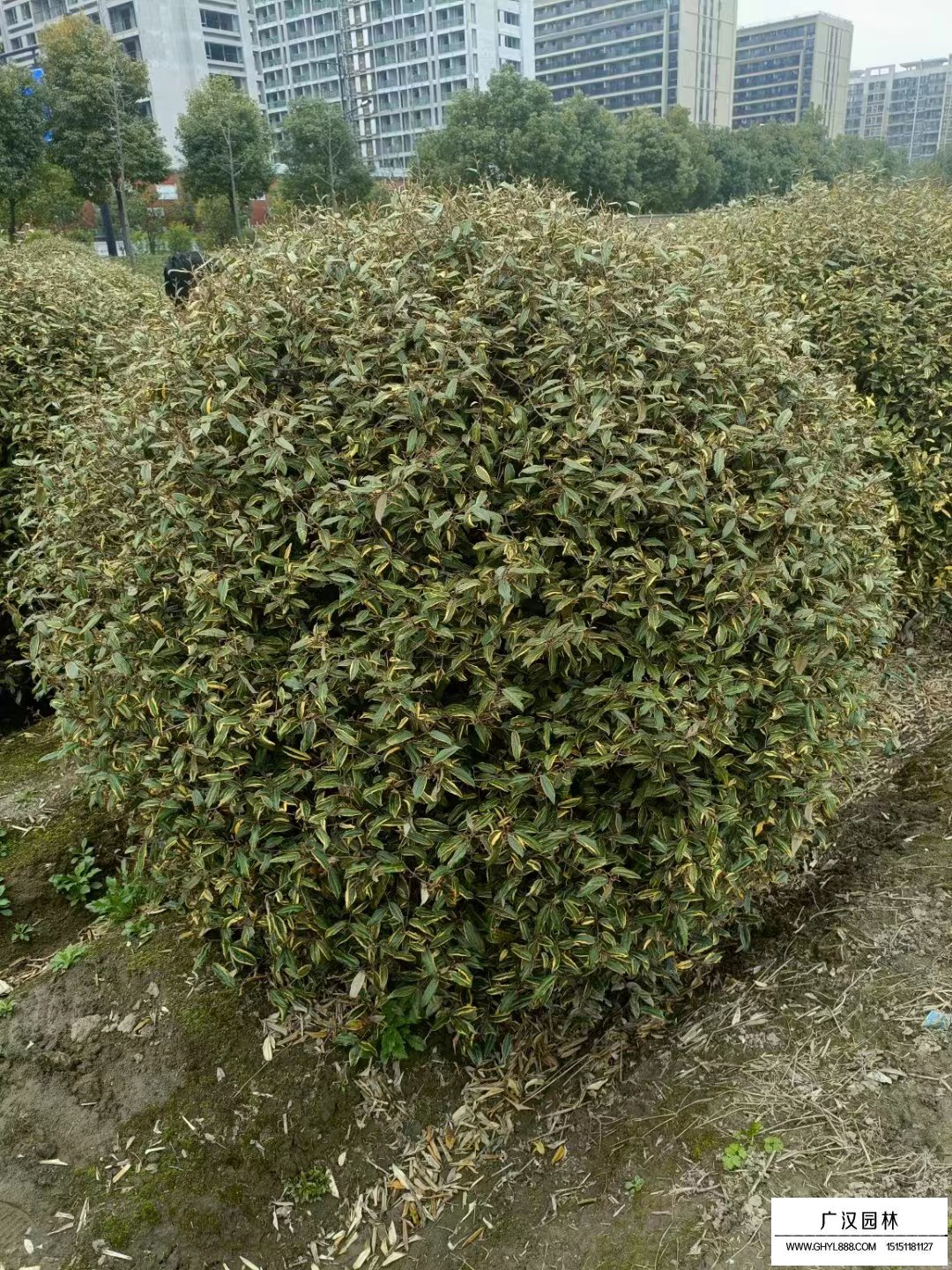 金邊胡禿子球