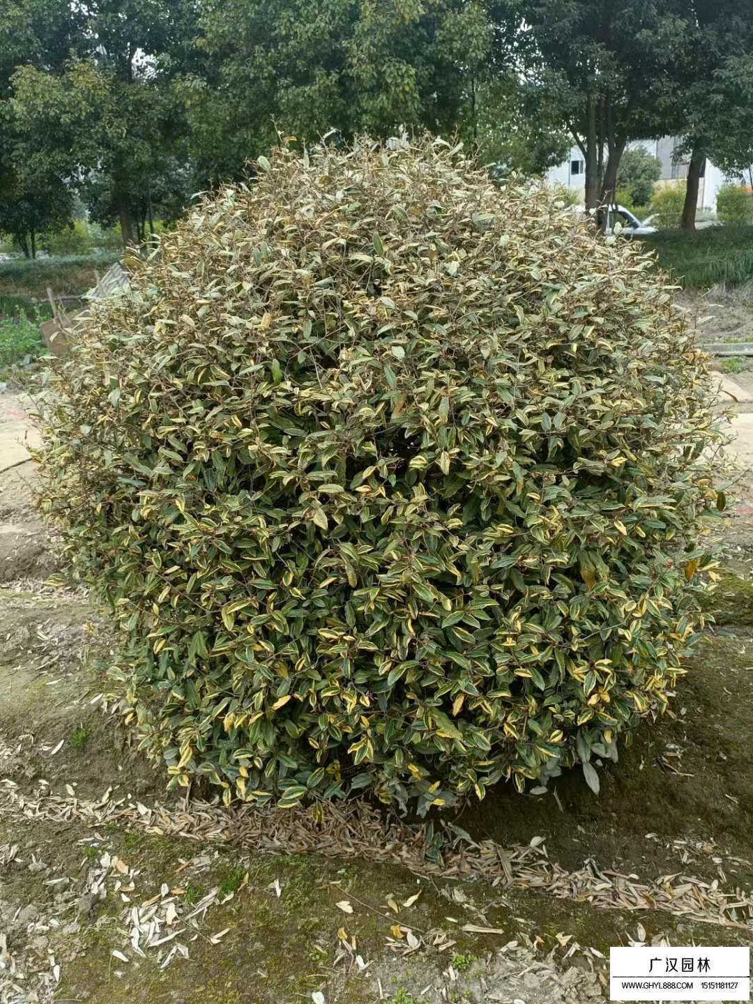 金邊胡禿子球