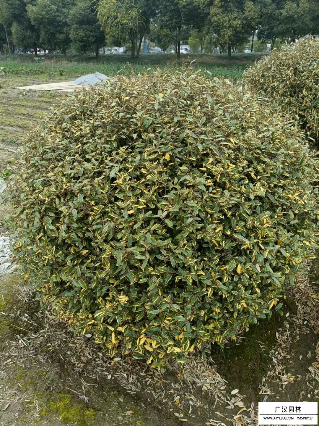 金邊胡禿子球