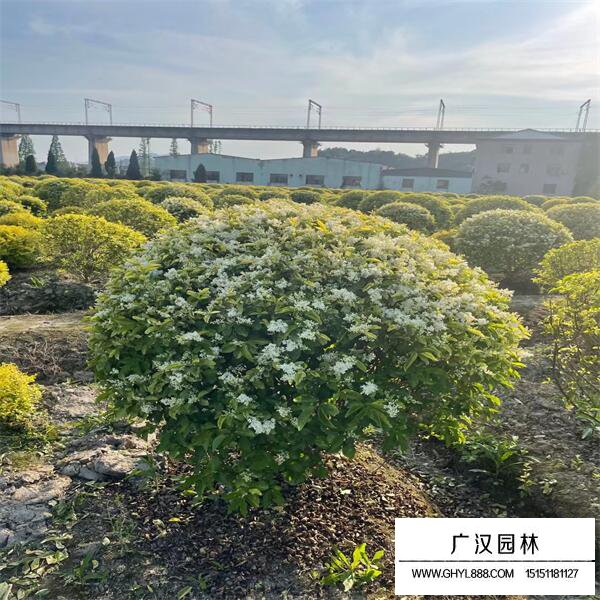 金禾女貞球