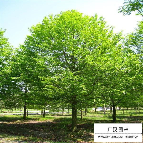 樂昌含笑