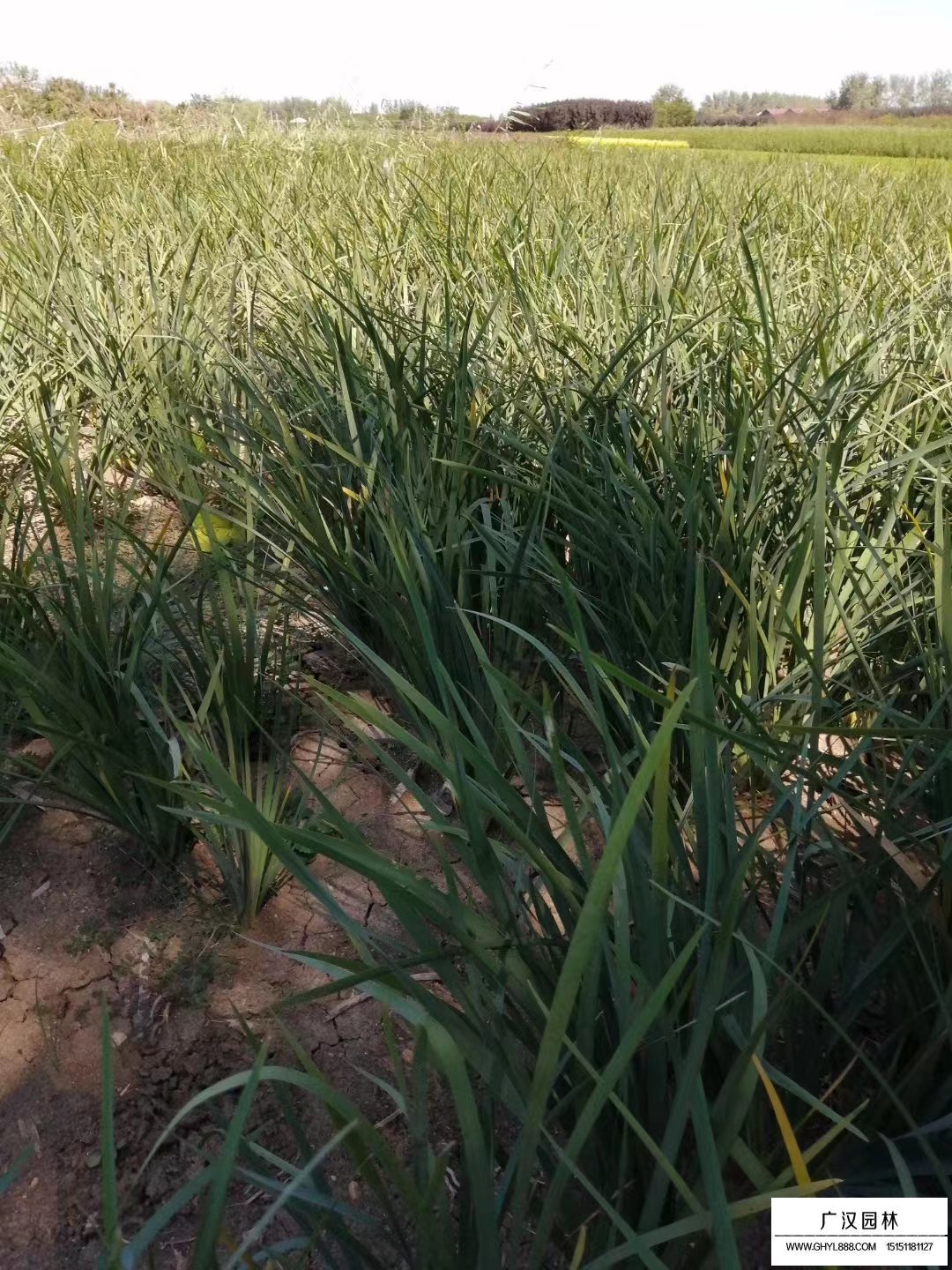 馬蘭花