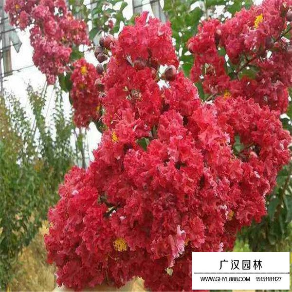 三紅紫薇