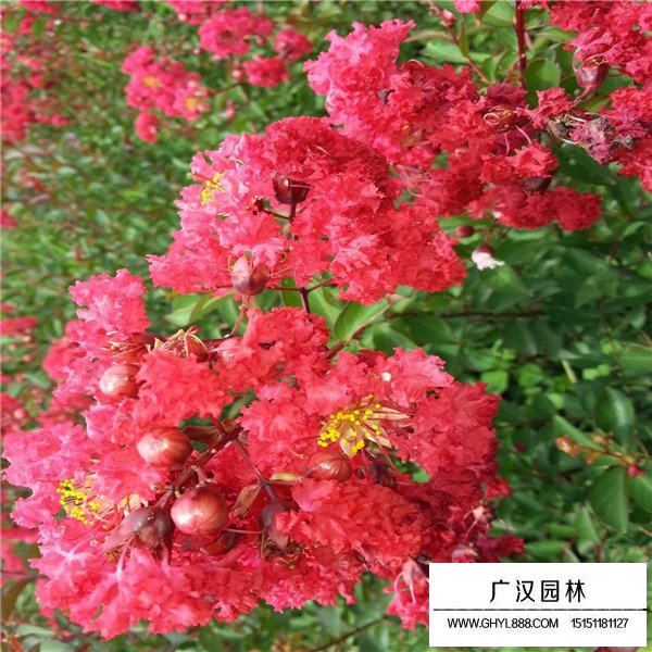 三紅紫薇