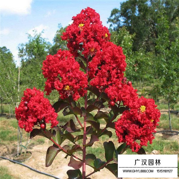 三紅紫薇