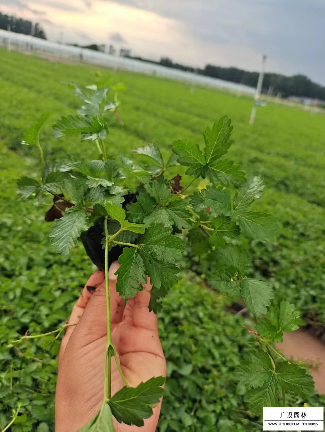 三葉委陵菜小苗