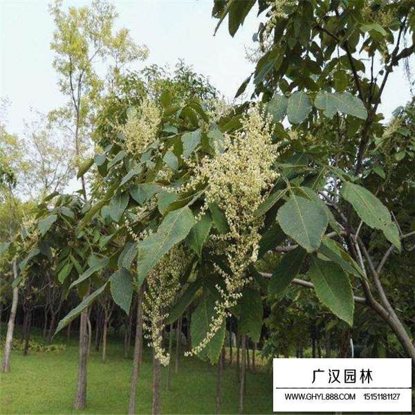 鹽膚木