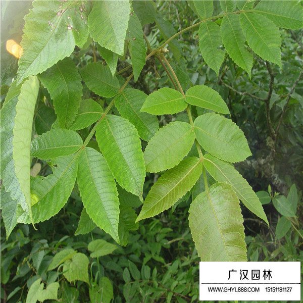 鹽膚木