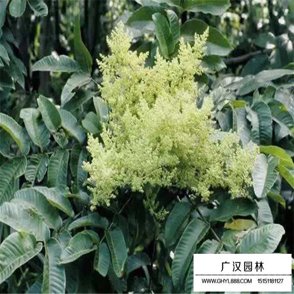 鹽膚木