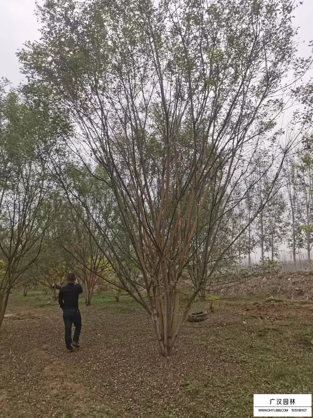 叢生國槐