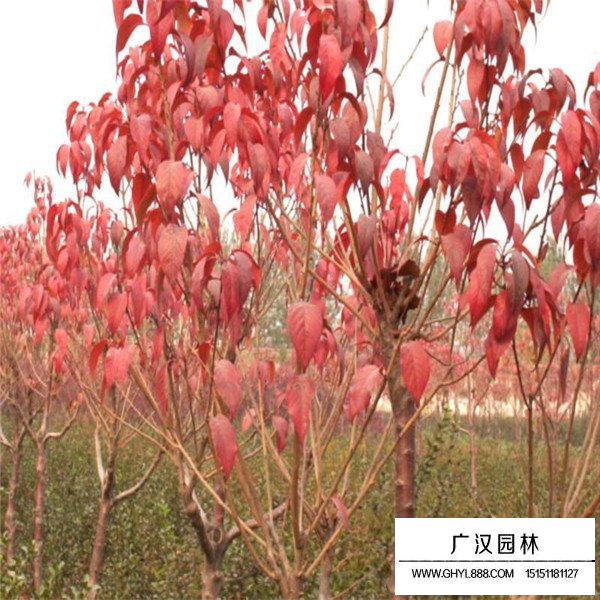 紅葉櫻花