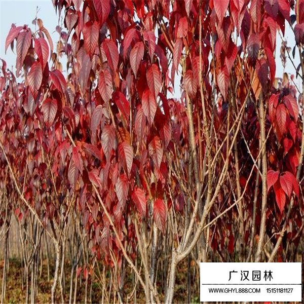紅葉櫻花