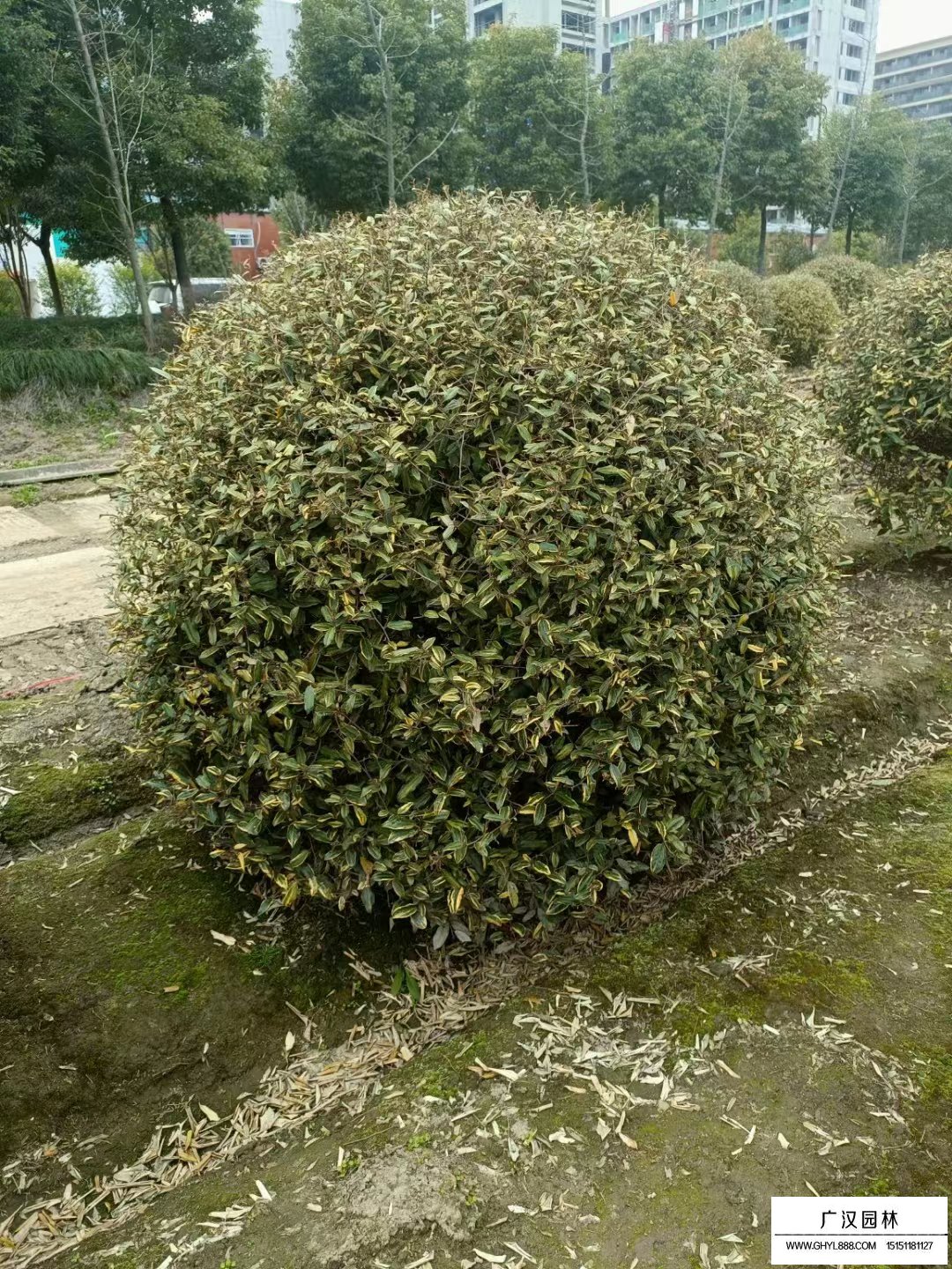 金邊胡禿子球