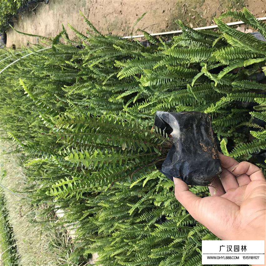 腎蕨小苗
