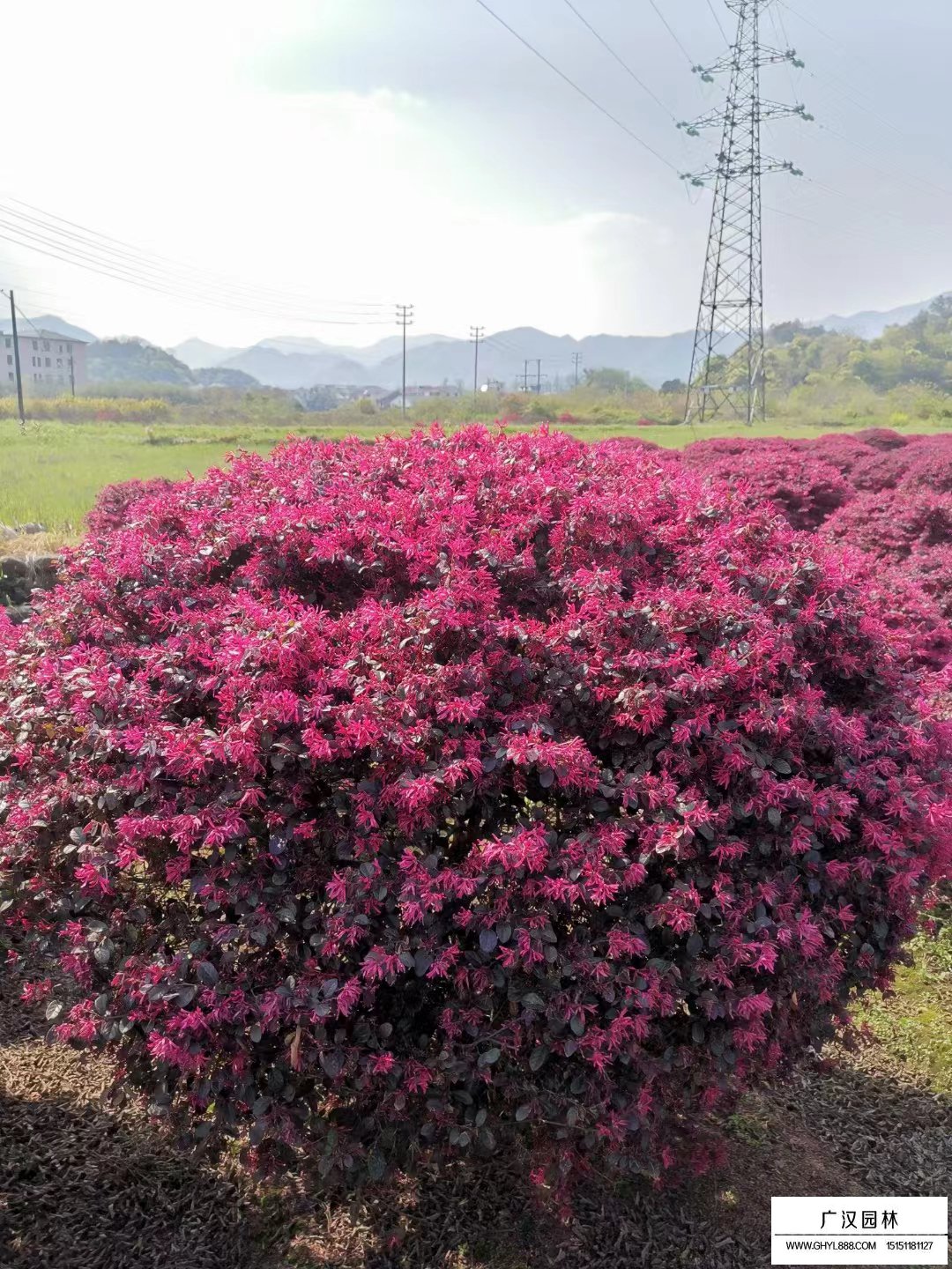 紅花繼木球