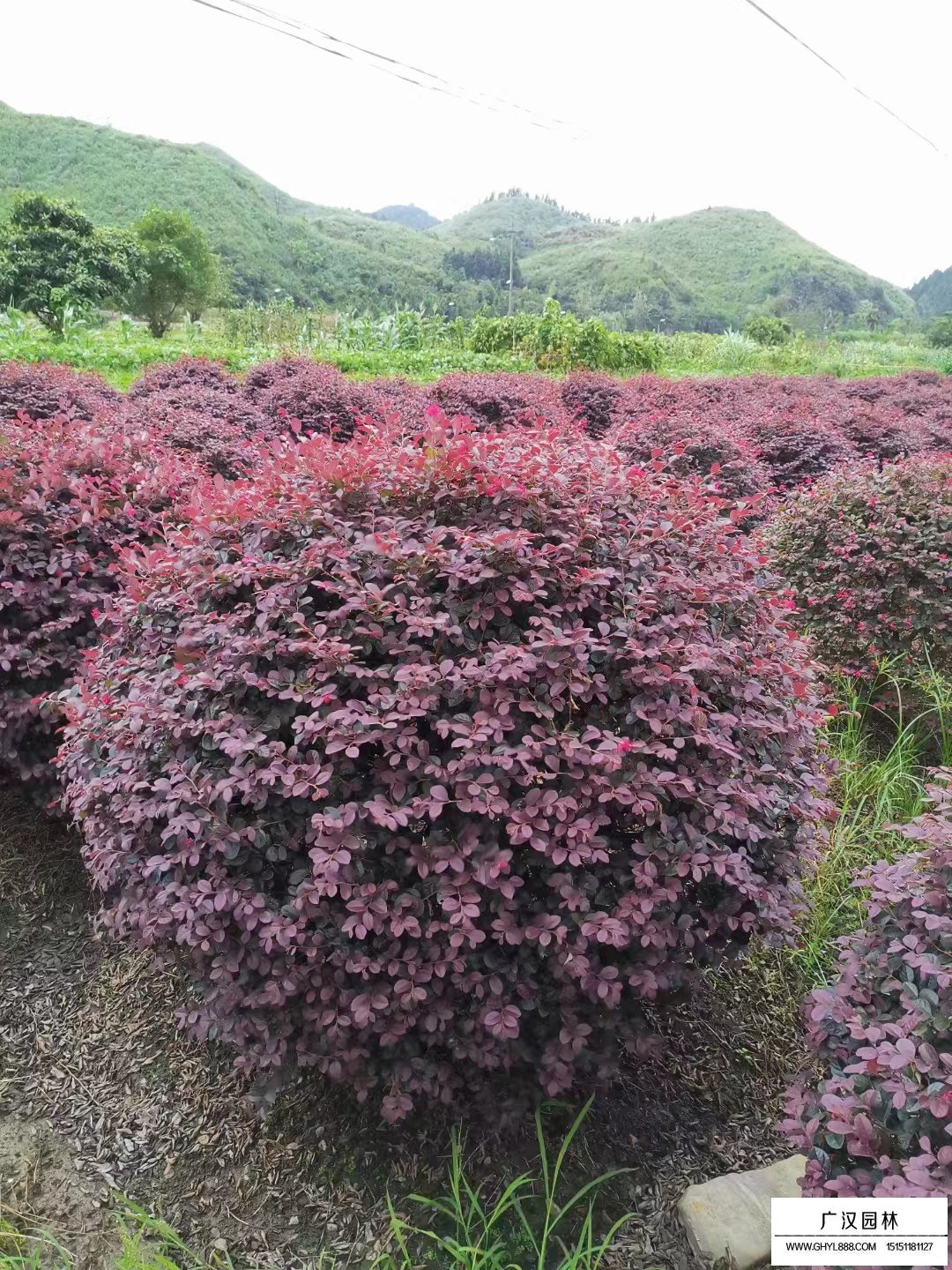 紅花繼木球