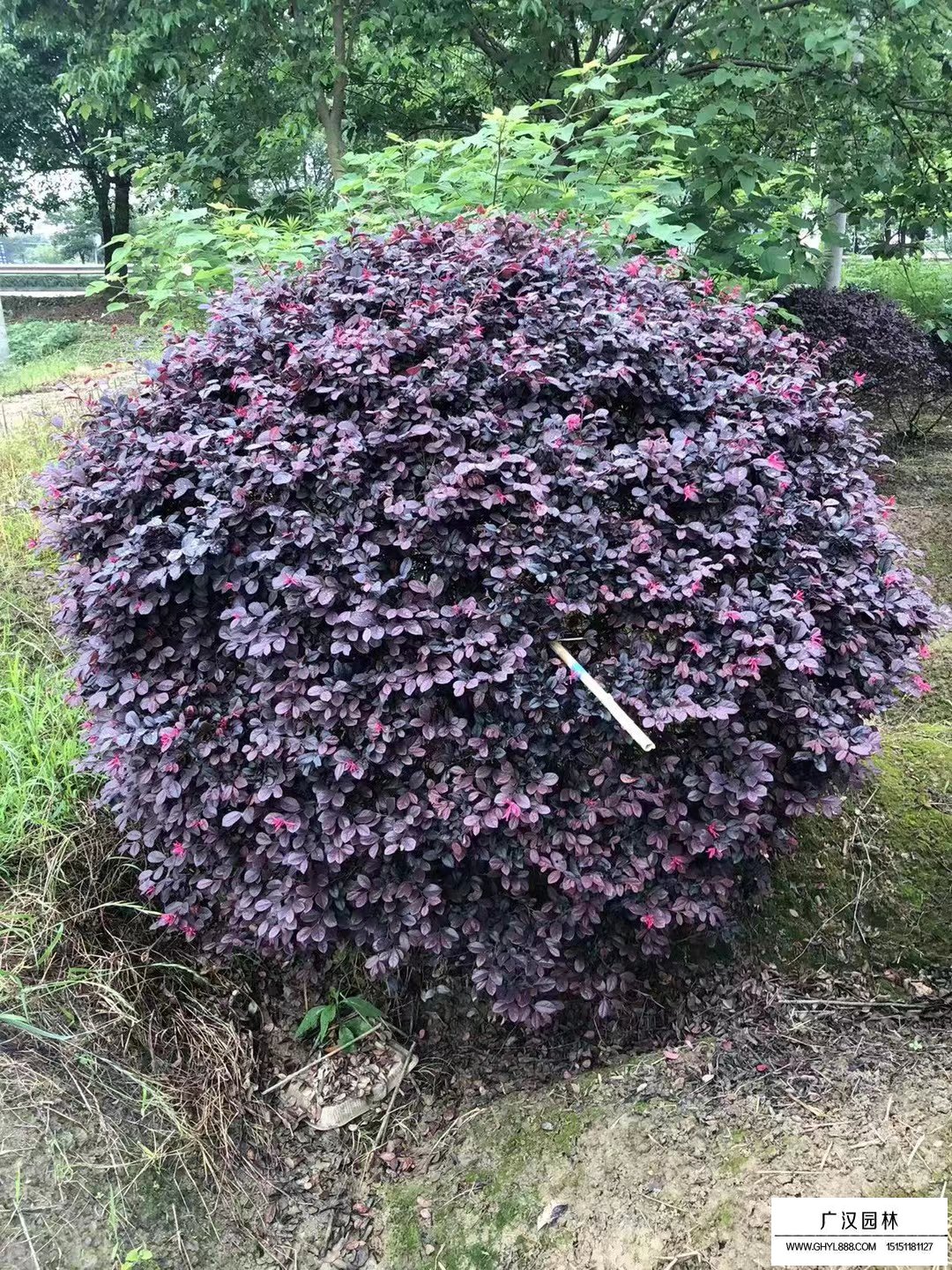 紅花繼木球