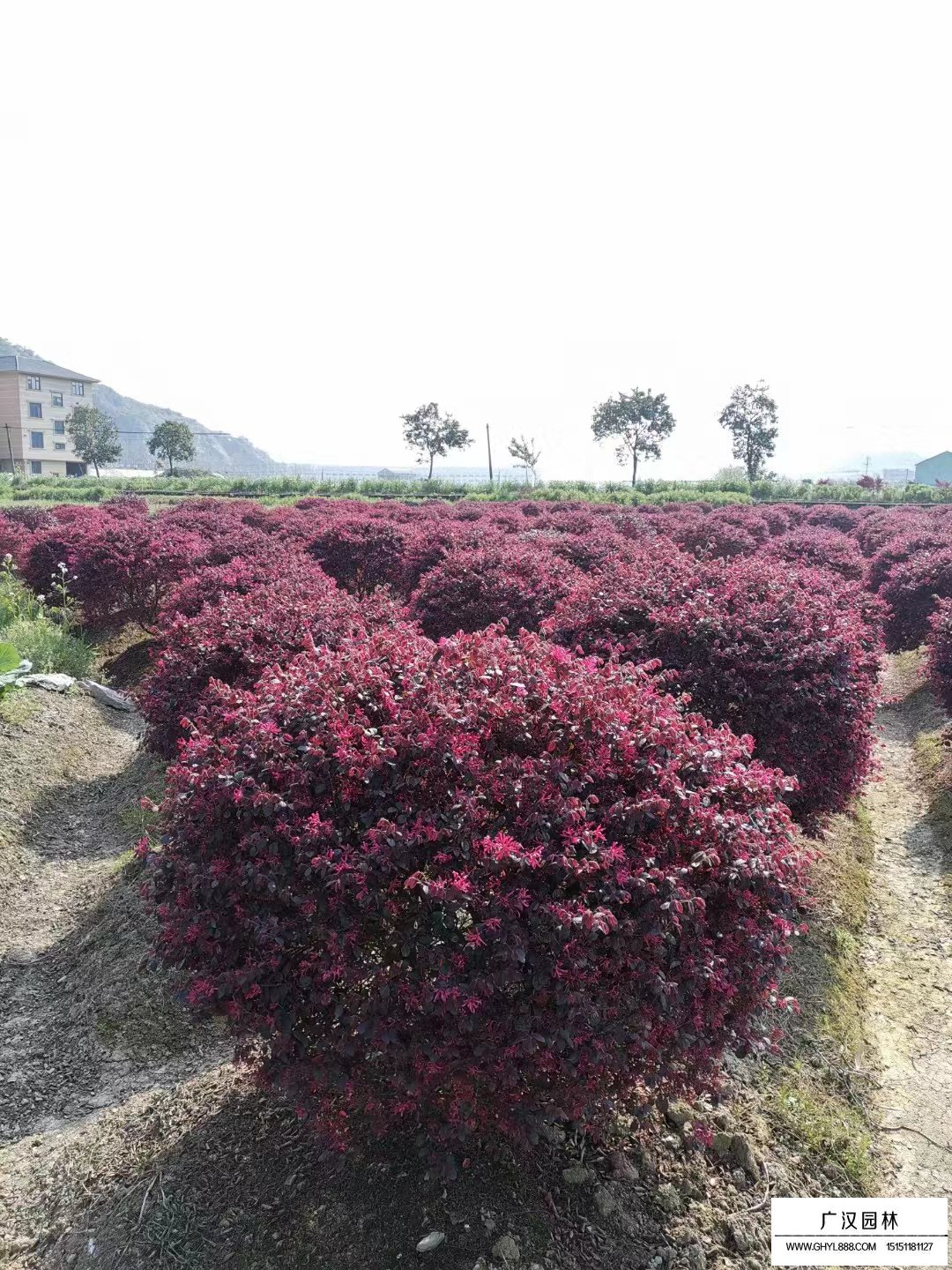 紅花繼木球