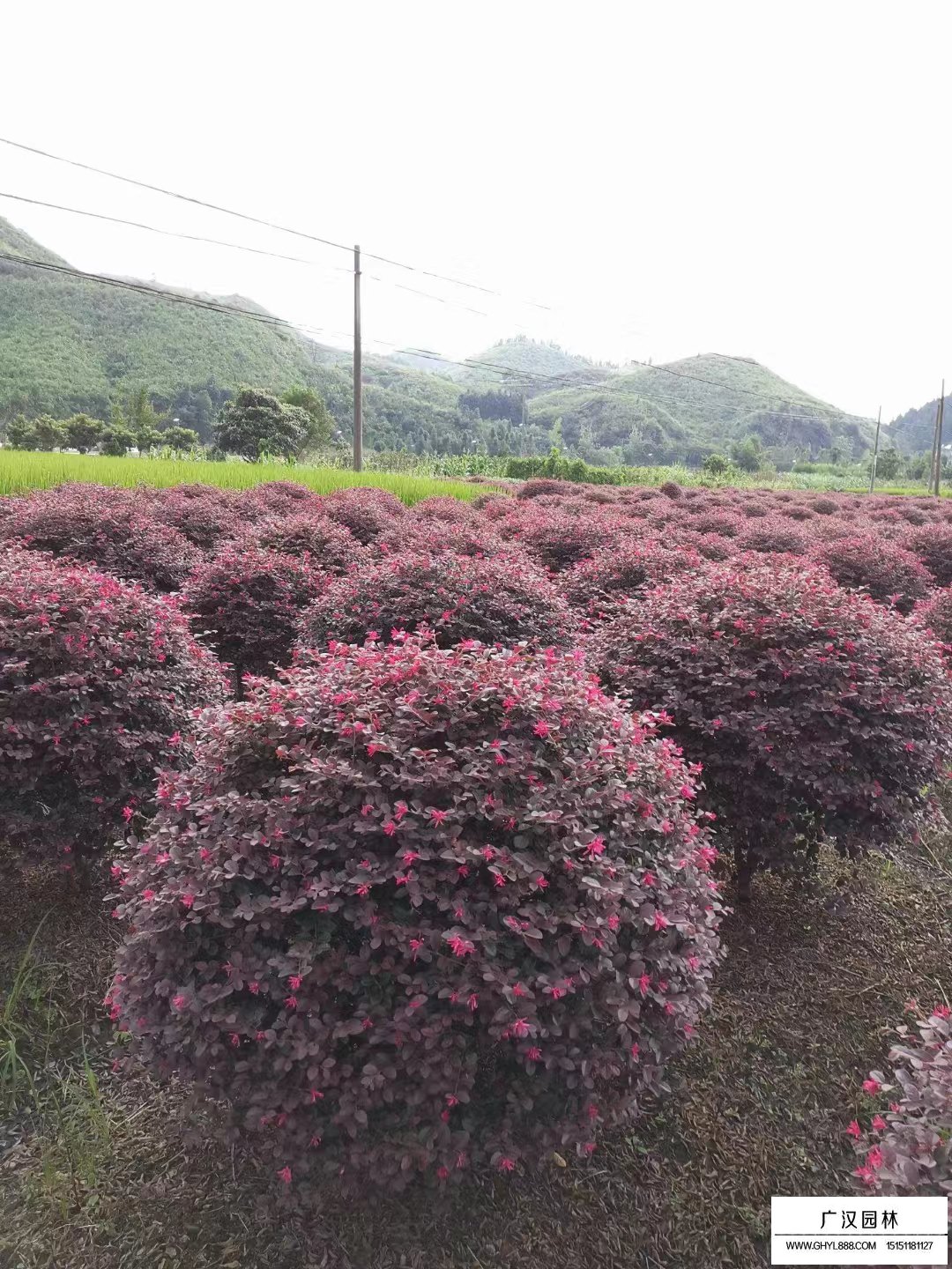 紅花繼木球