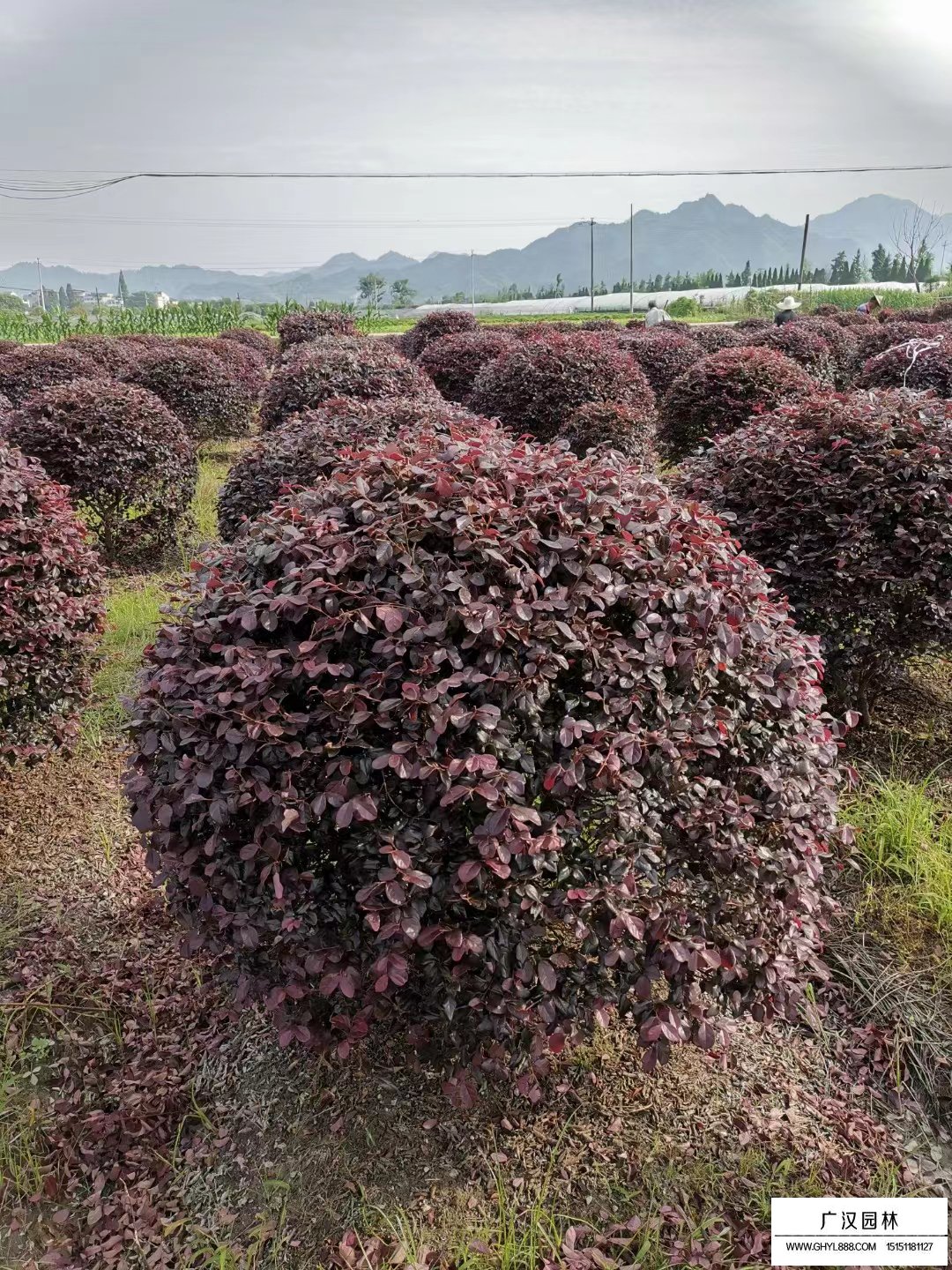 紅花繼木球