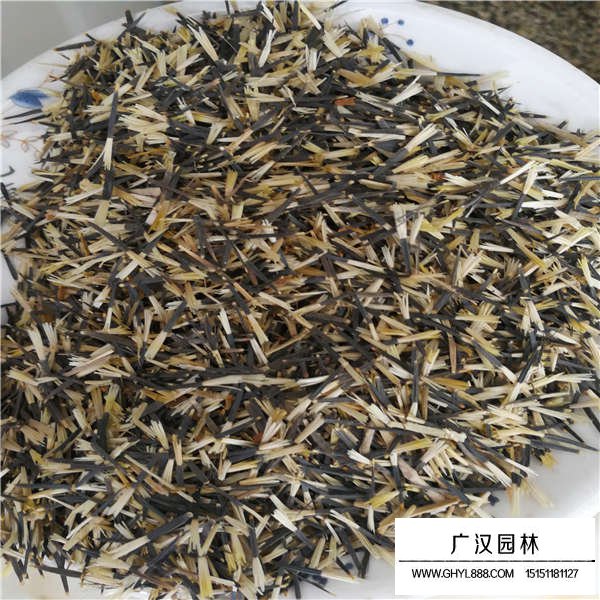 孔雀草種子