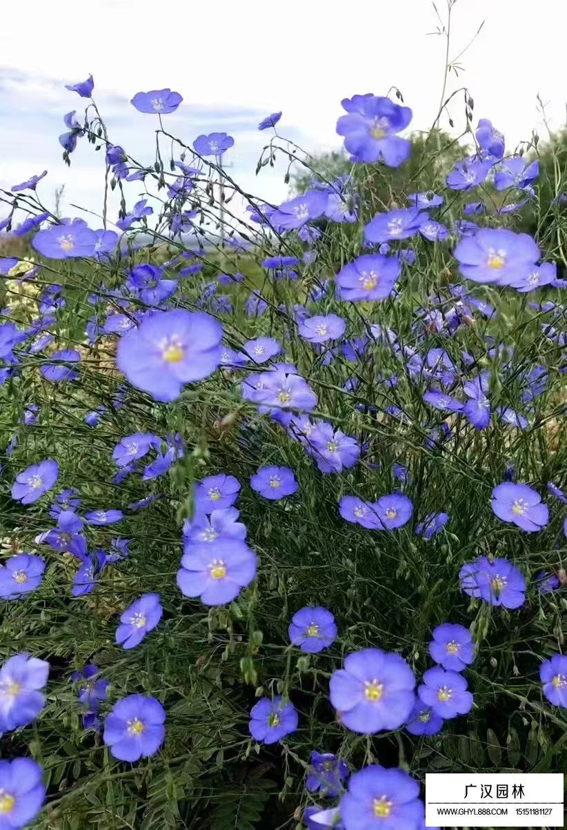藍亞麻