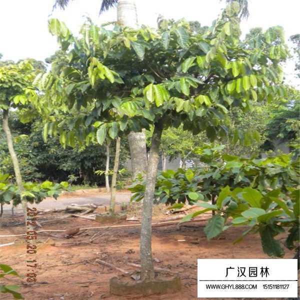 榕樹