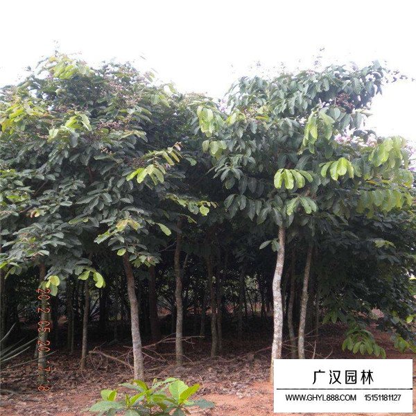 榕樹