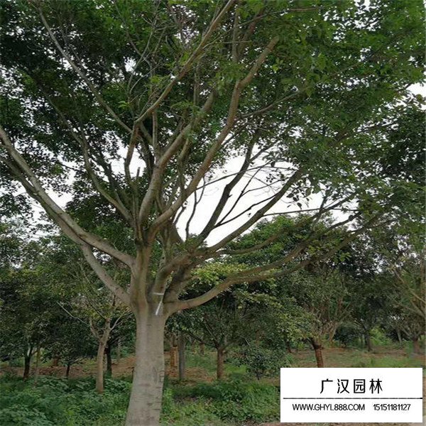 榕樹