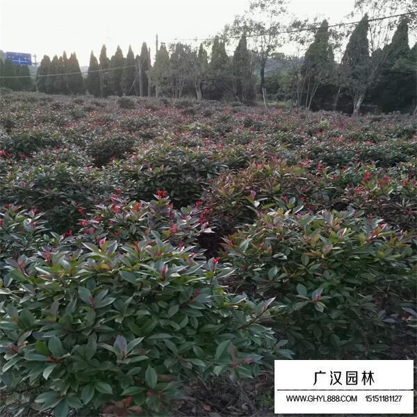 紅葉石楠球