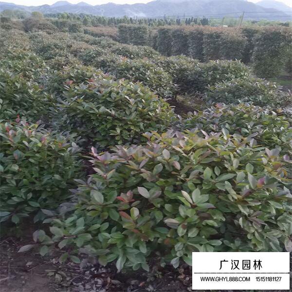 紅葉石楠球