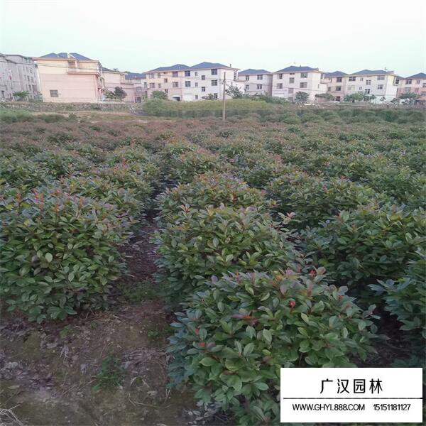 紅葉石楠球
