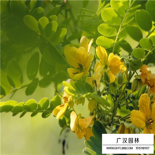 黃花槐