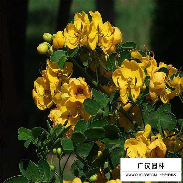 黃花槐