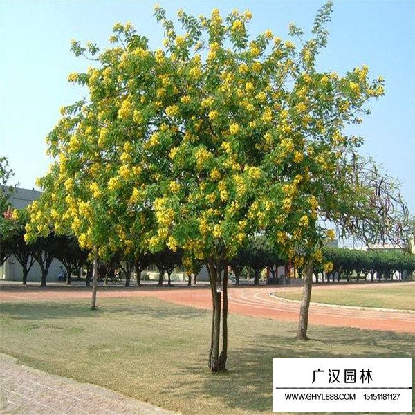 黃花槐