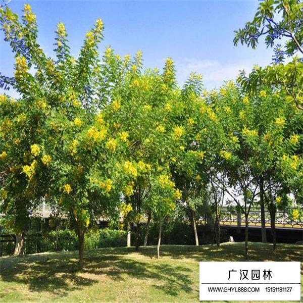 黃花槐