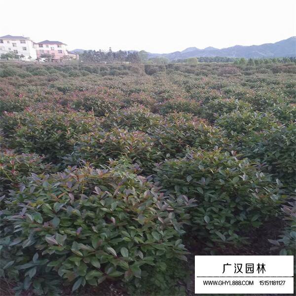 紅葉石楠球