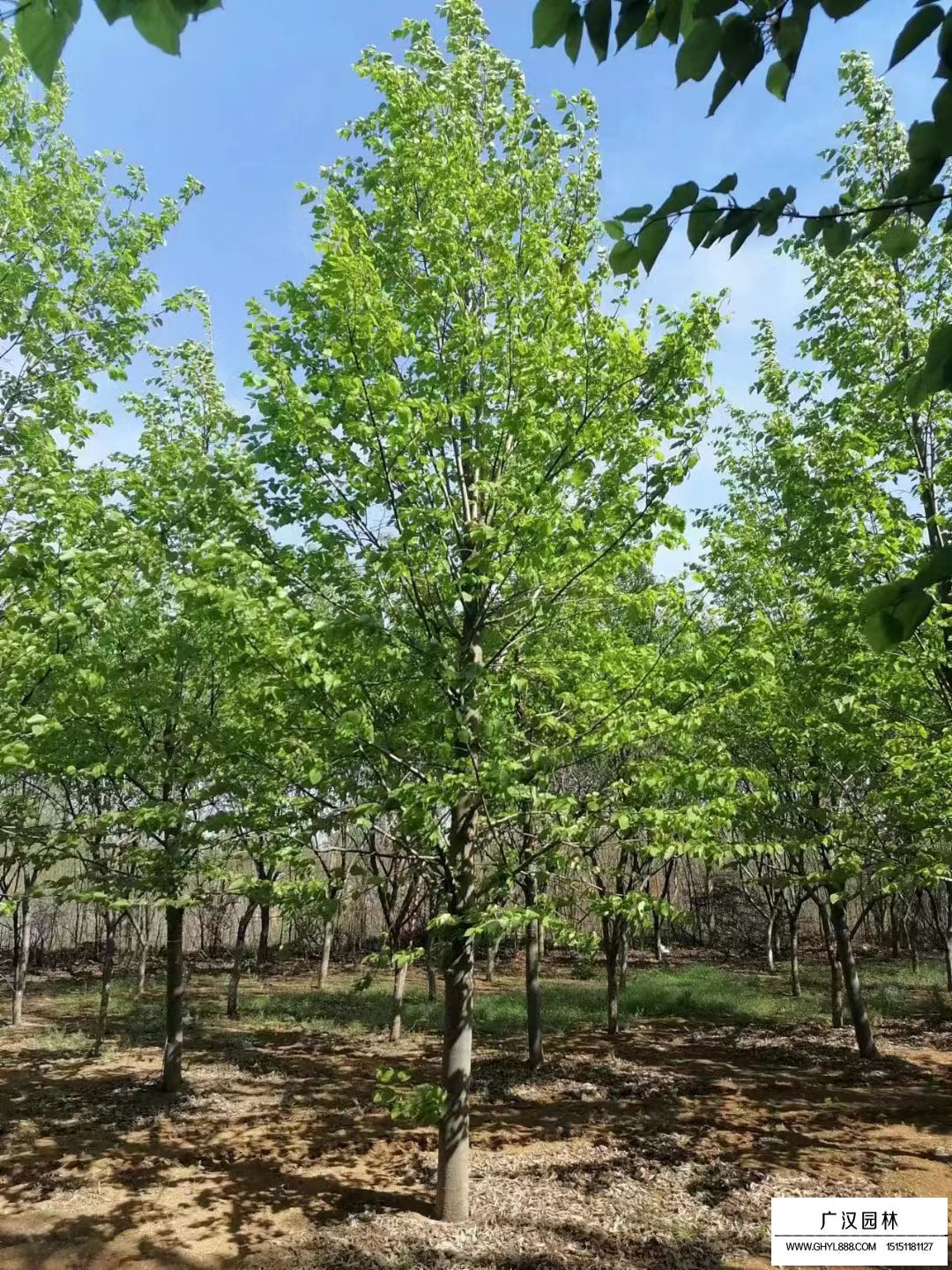 椴樹