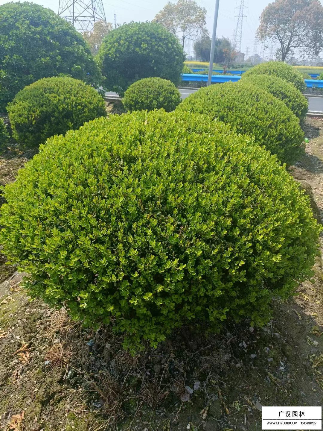 瓜子黃楊球