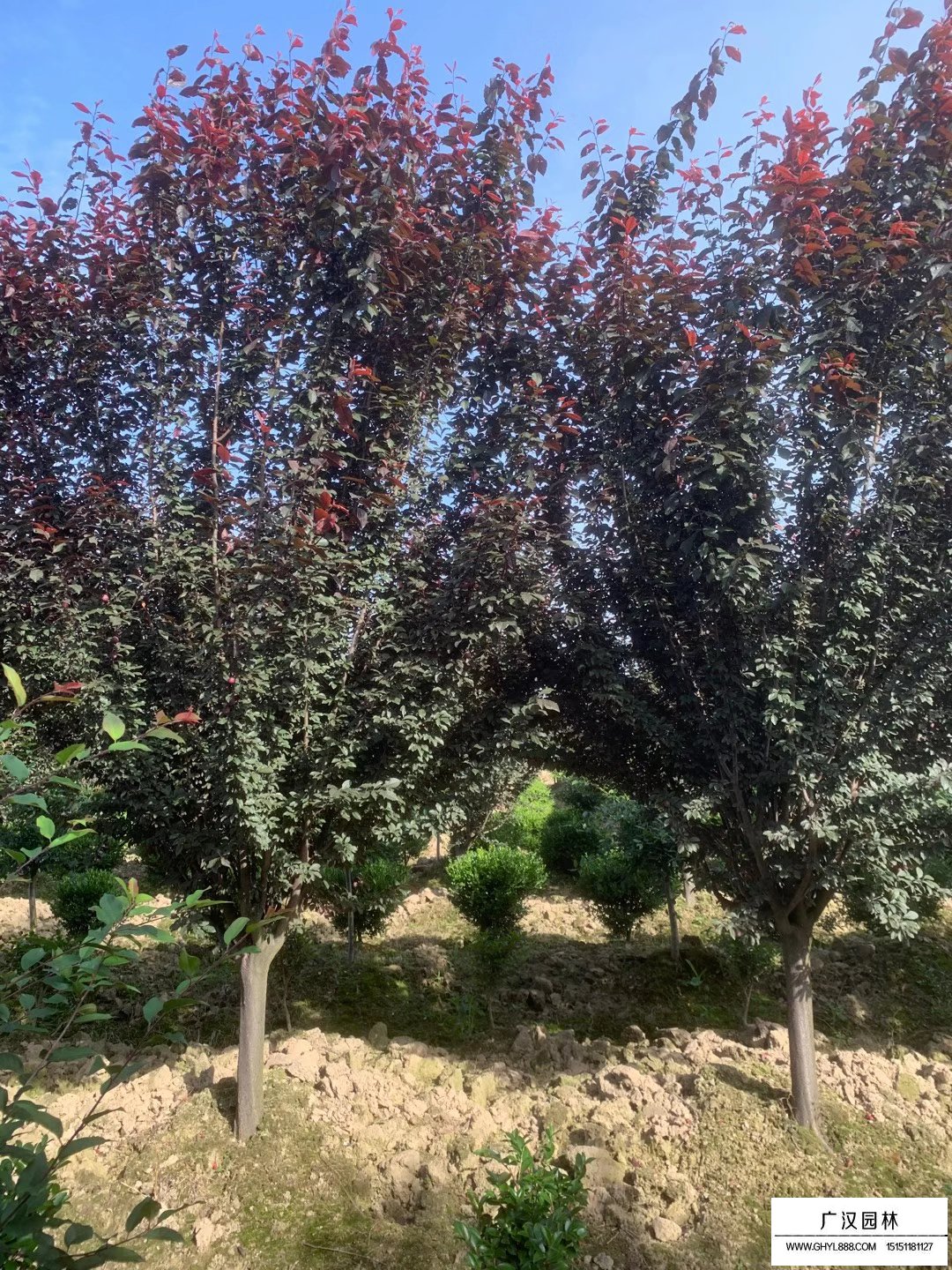 紅葉李