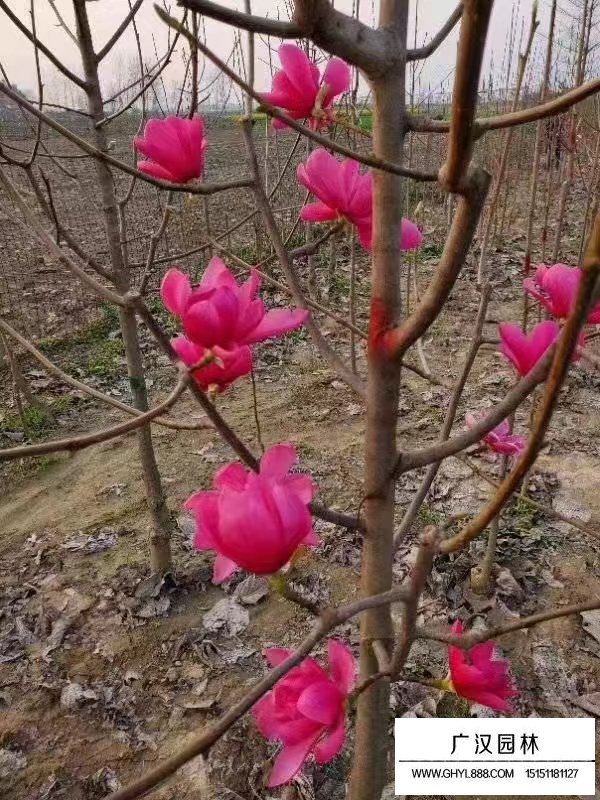 嬌紅玉蘭