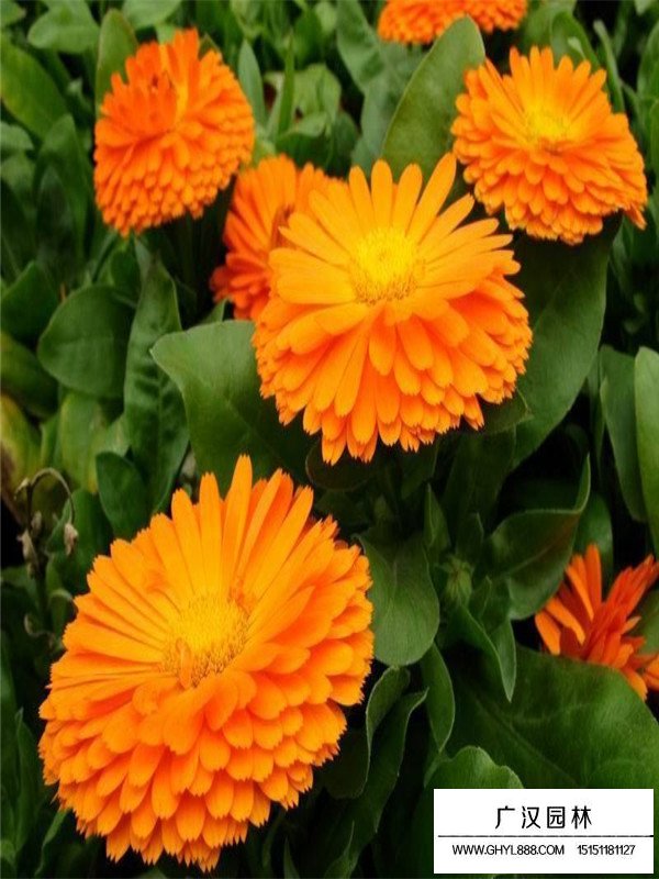 金盞菊