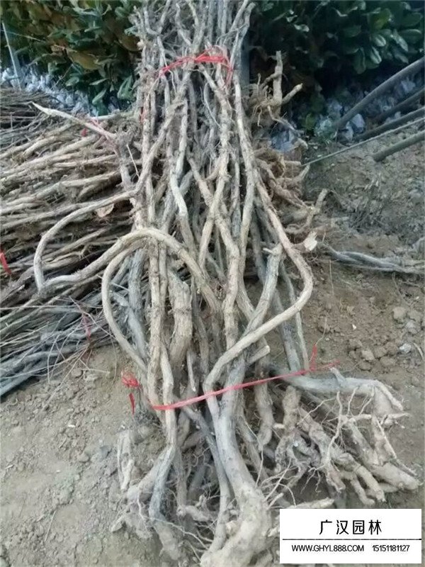凌霄樹