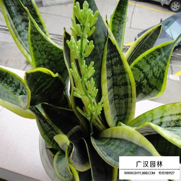 虎尾蘭