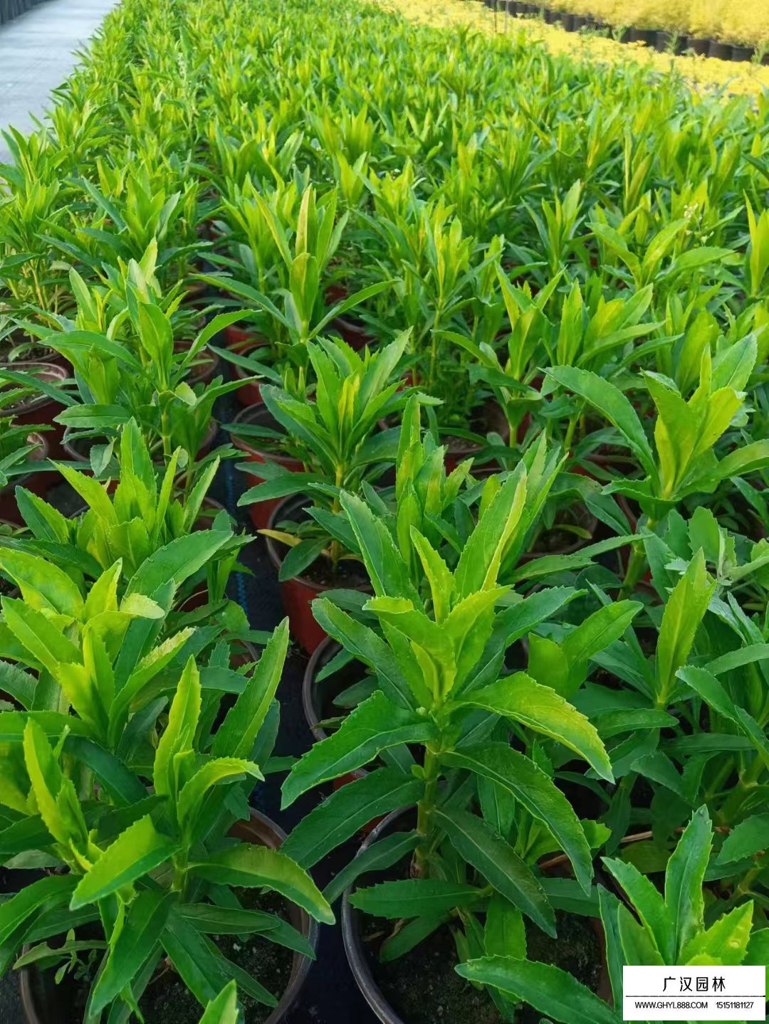 假龍頭